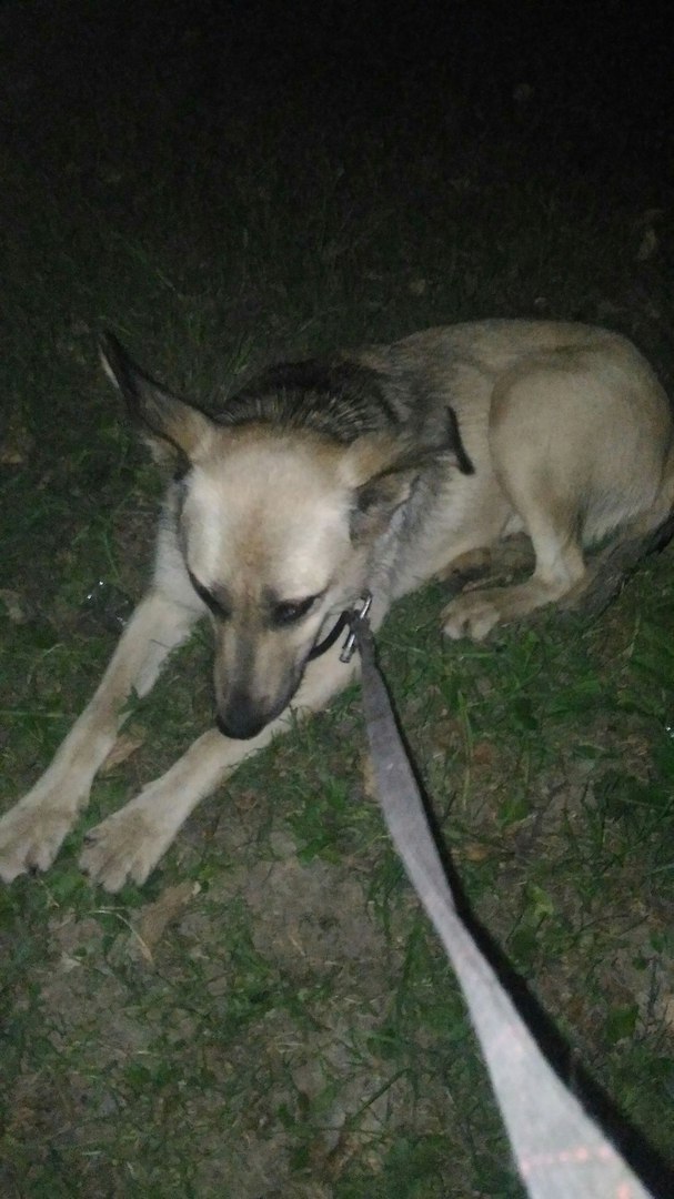 Found a dog. - My, Moscow, Found a dog, Beskudnikovo, Help, Longpost, Lost, 