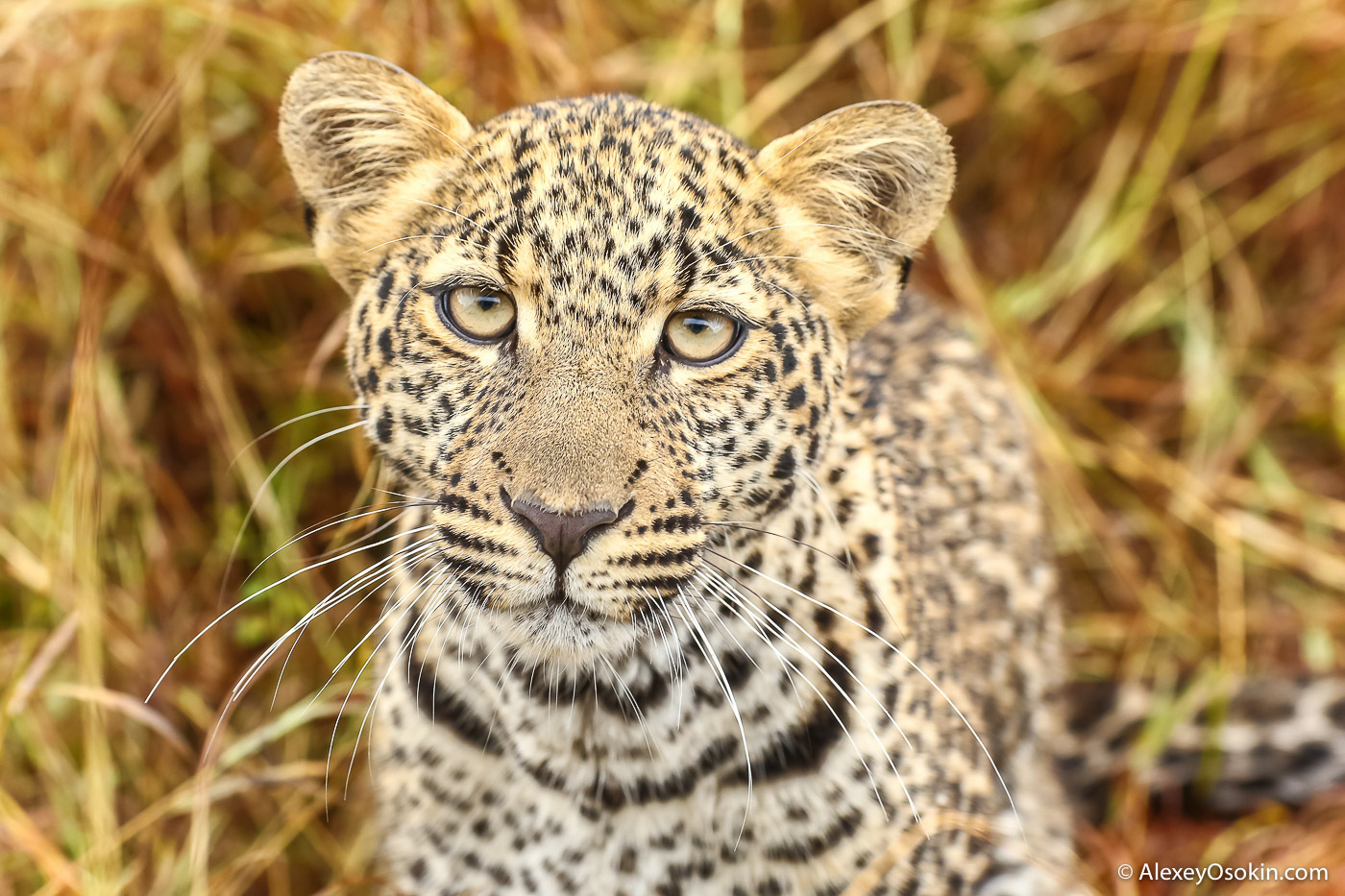 What to do? - Leopard, Masai Mara, Alexey Osokin, Not mine, Longpost