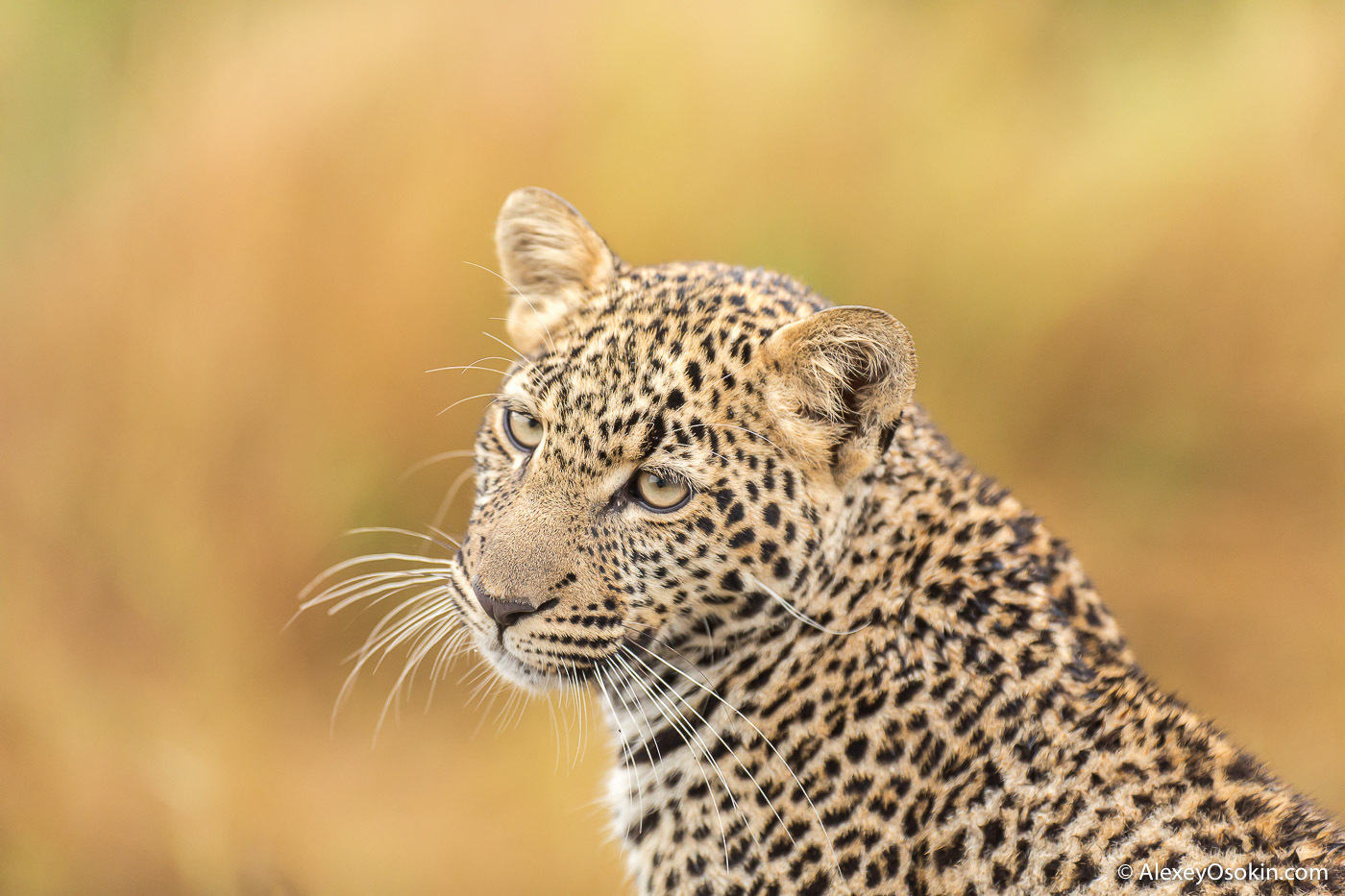 What to do? - Leopard, Masai Mara, Alexey Osokin, Not mine, Longpost