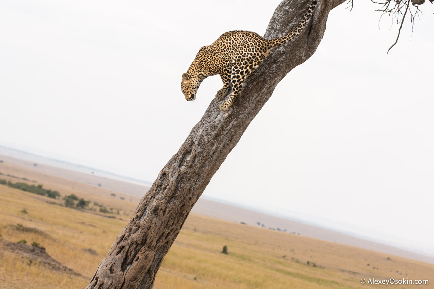 What to do? - Leopard, Masai Mara, Alexey Osokin, Not mine, Longpost