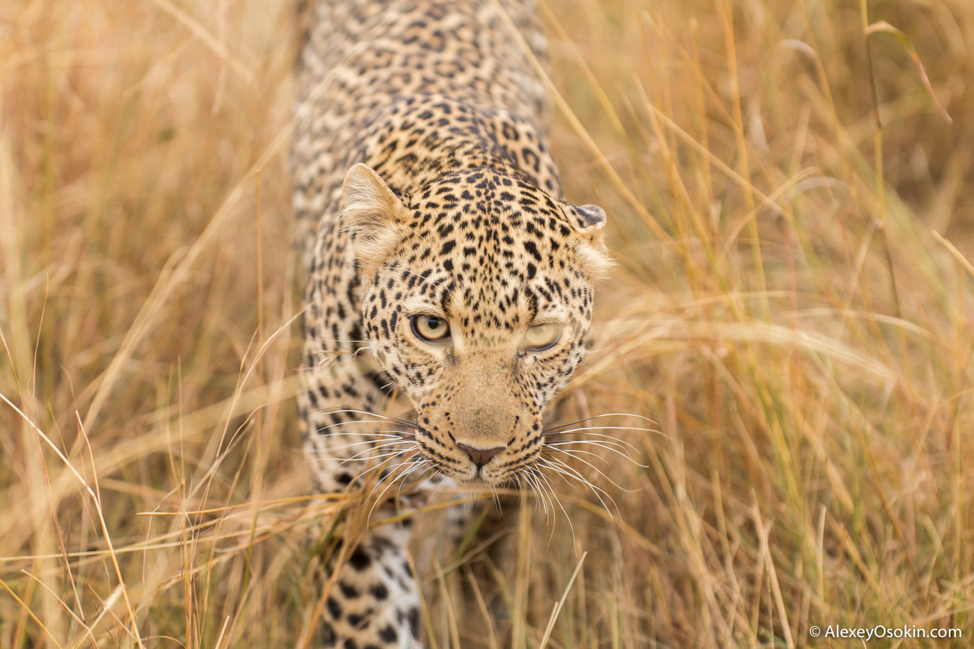 What to do? - Leopard, Masai Mara, Alexey Osokin, Not mine, Longpost