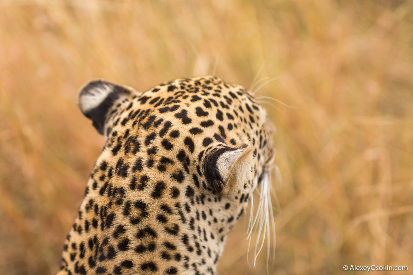 What to do? - Leopard, Masai Mara, Alexey Osokin, Not mine, Longpost