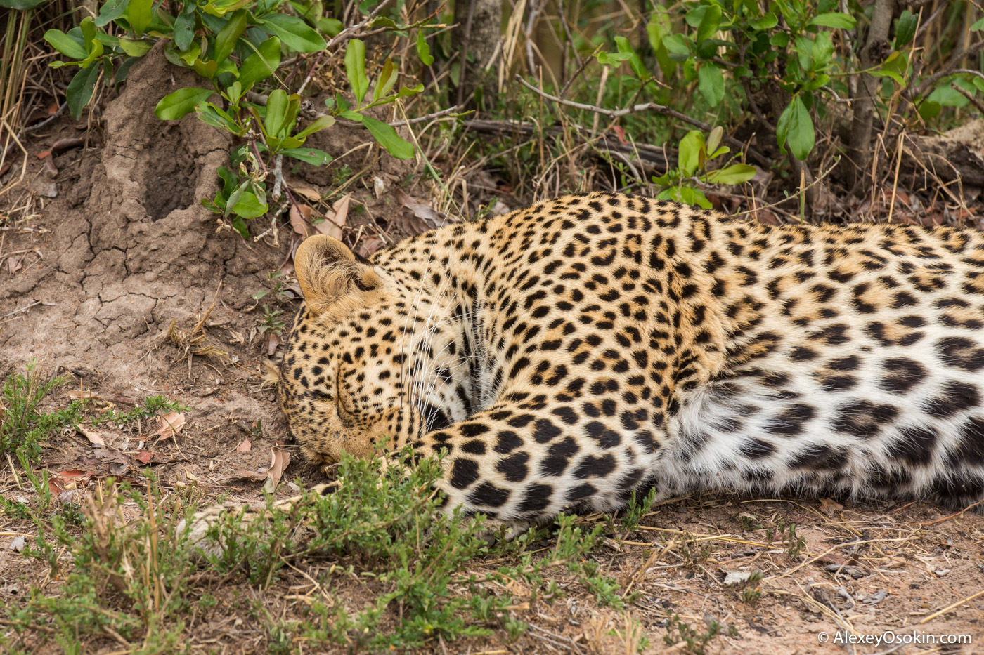 What to do? - Leopard, Masai Mara, Alexey Osokin, Not mine, Longpost