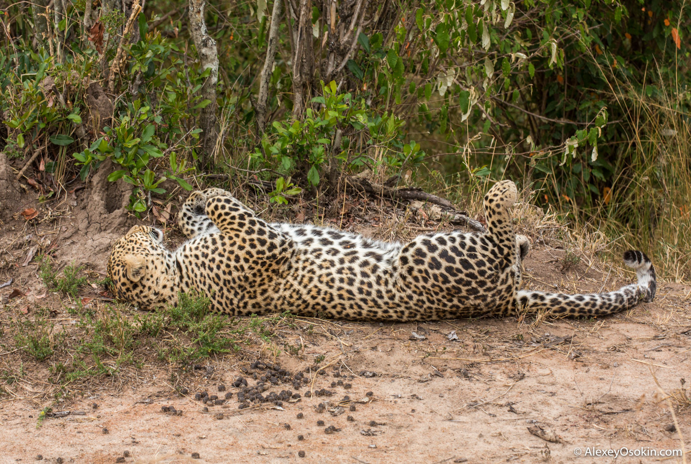 What to do? - Leopard, Masai Mara, Alexey Osokin, Not mine, Longpost