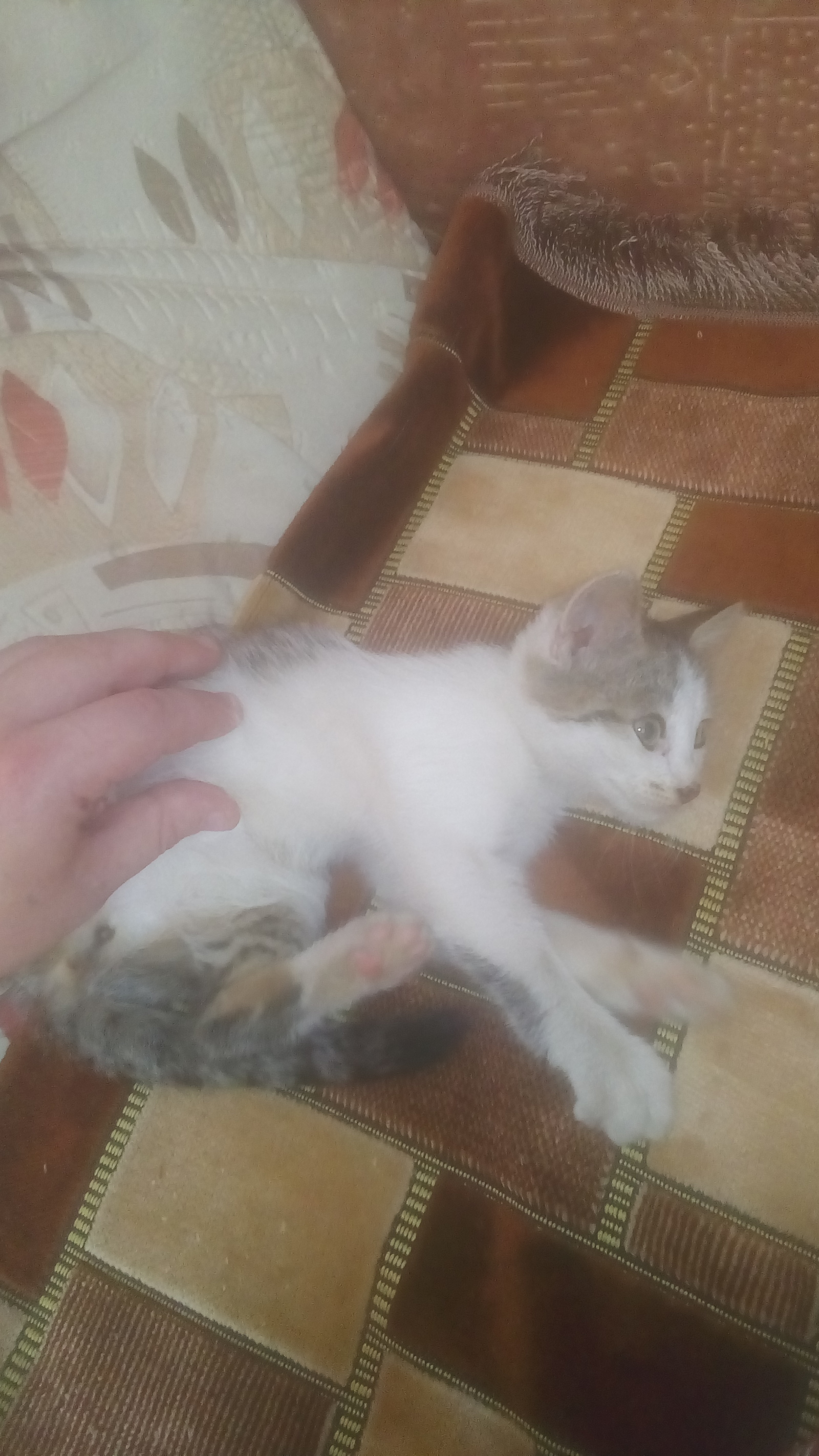 Found a kitten - My, In good hands, Foundling, Longpost, Milota, cat, Murom