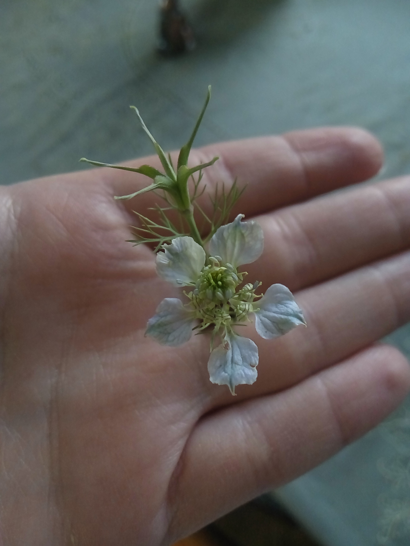 What kind of flower? - My, Flowers, , 