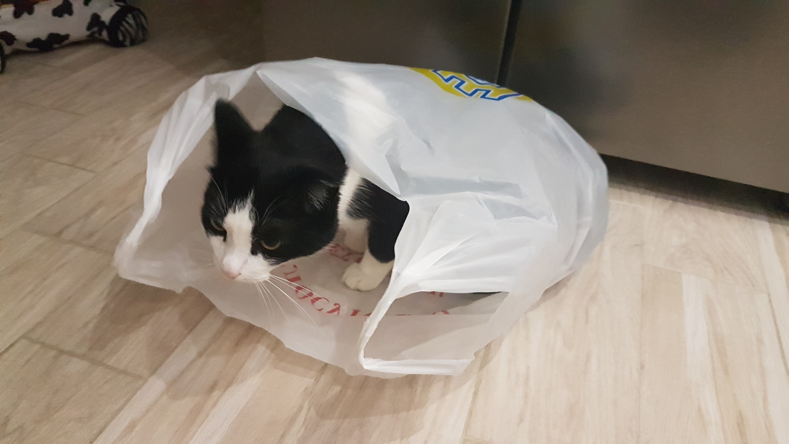 The cat has recovered. - cat, Package