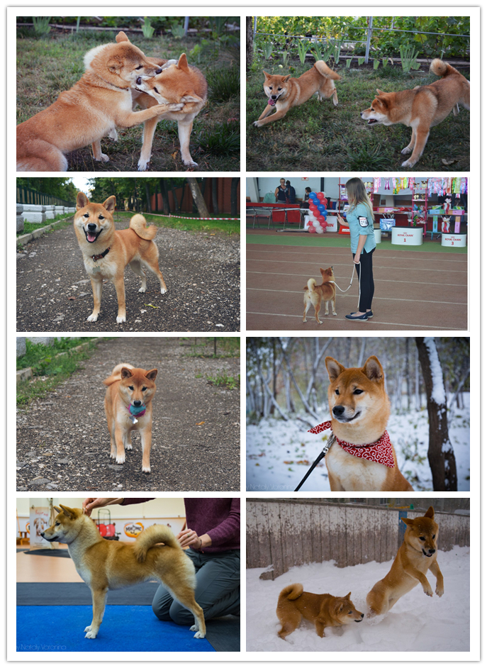 Sibe was-became. - My, Dog, It Was-It Was, Shiba Inu, , Doge, Animals, Longpost