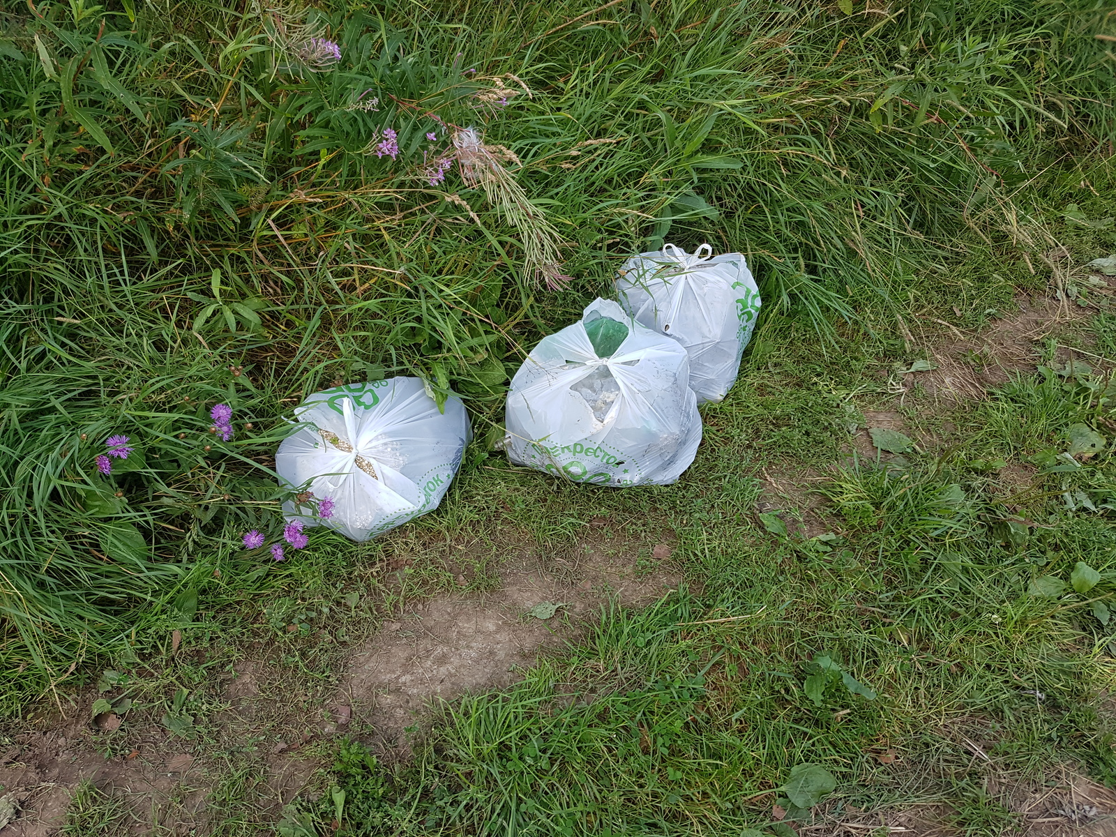 Removed garbage near the Desna River - My, Chistoman, Clean forest, Cleaning, Garbage, Ecology, Nature, River, Longpost