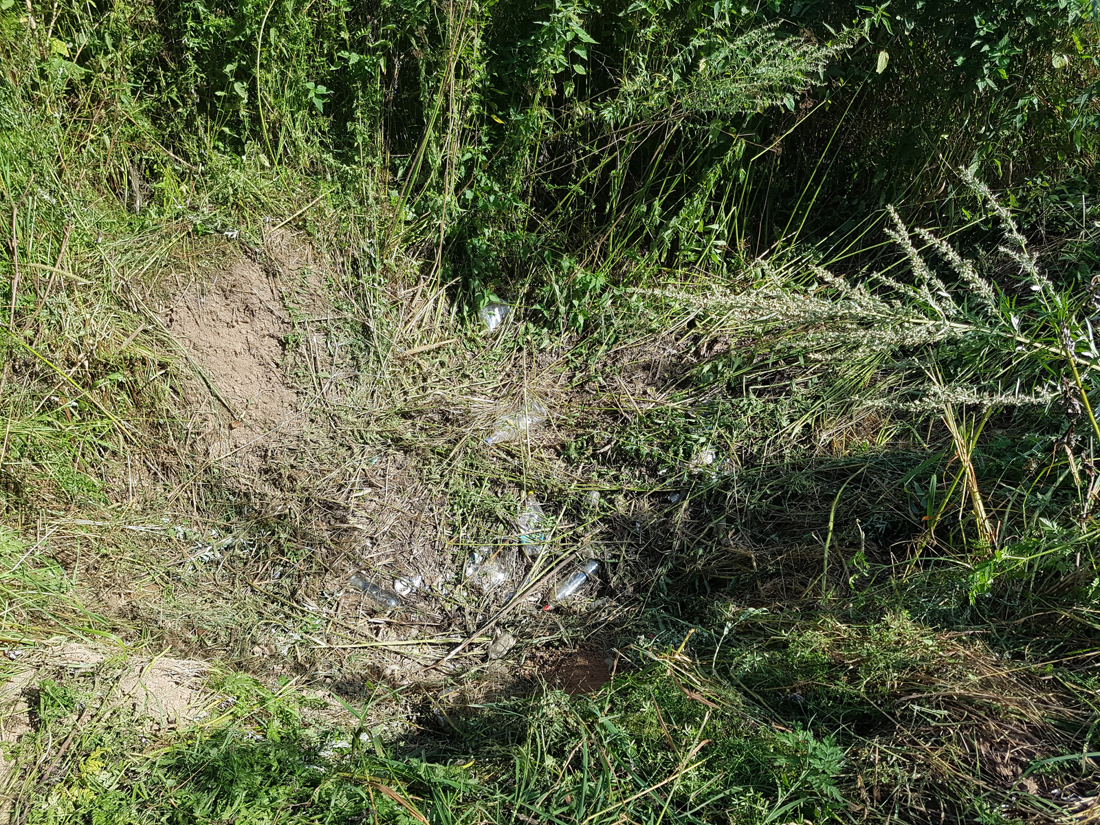 Removed garbage near the Desna River - My, Chistoman, Clean forest, Cleaning, Garbage, Ecology, Nature, River, Longpost