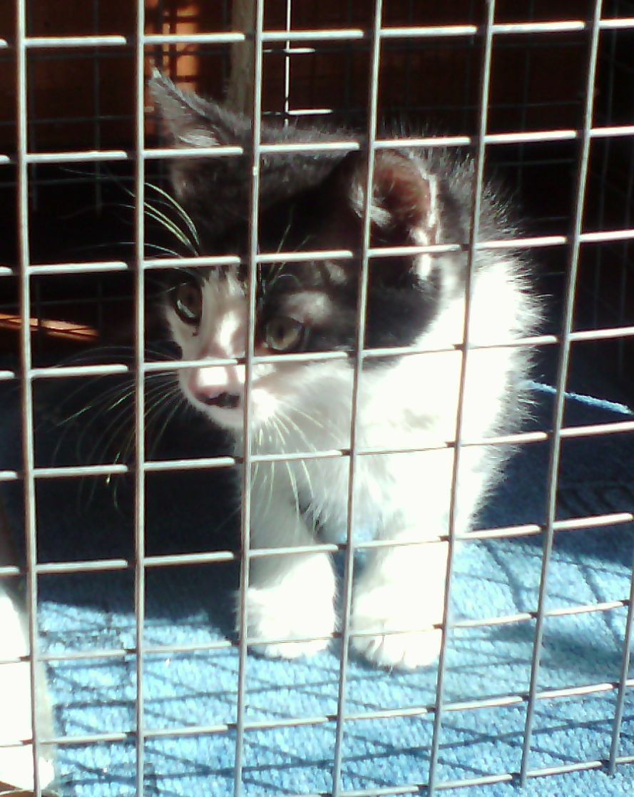 Kitten looking for a home. - My, cat, Catomafia, , Mustachioed - Striped, Longpost