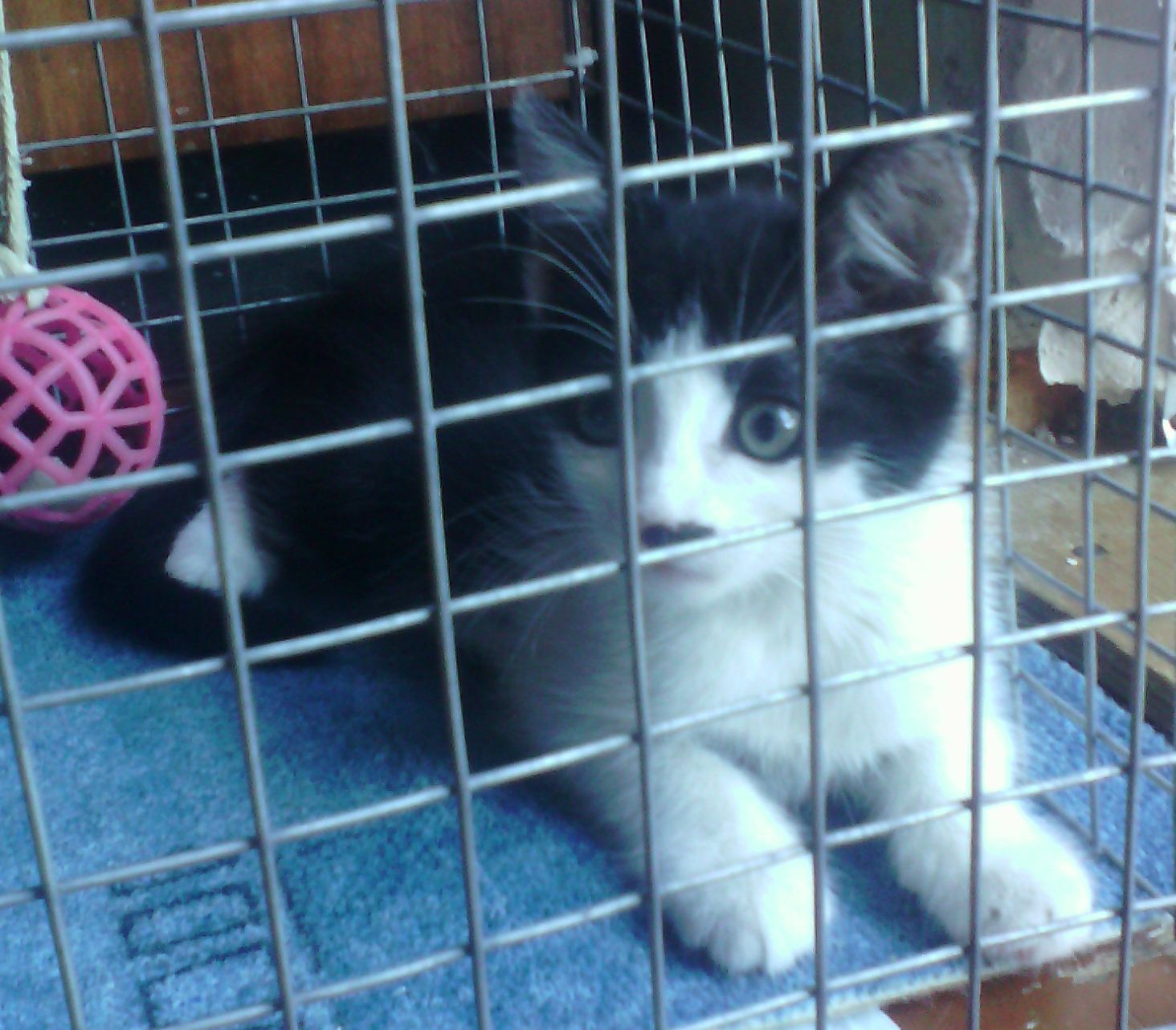 Kitten looking for a home. - My, cat, Catomafia, , Mustachioed - Striped, Longpost