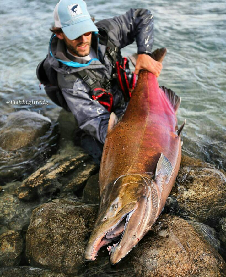 red salmon - Salmon, Fishing