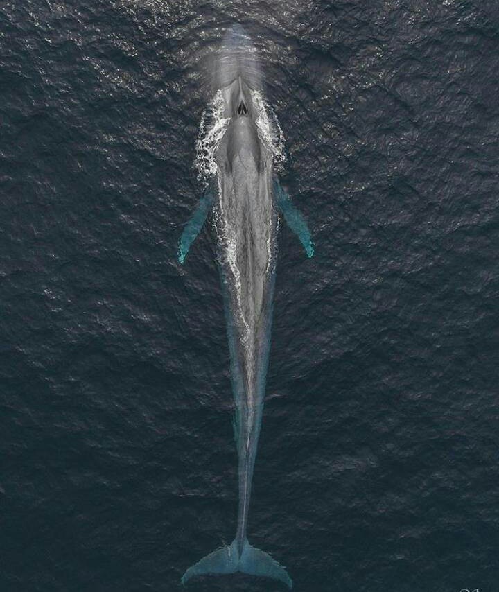 кит сверху