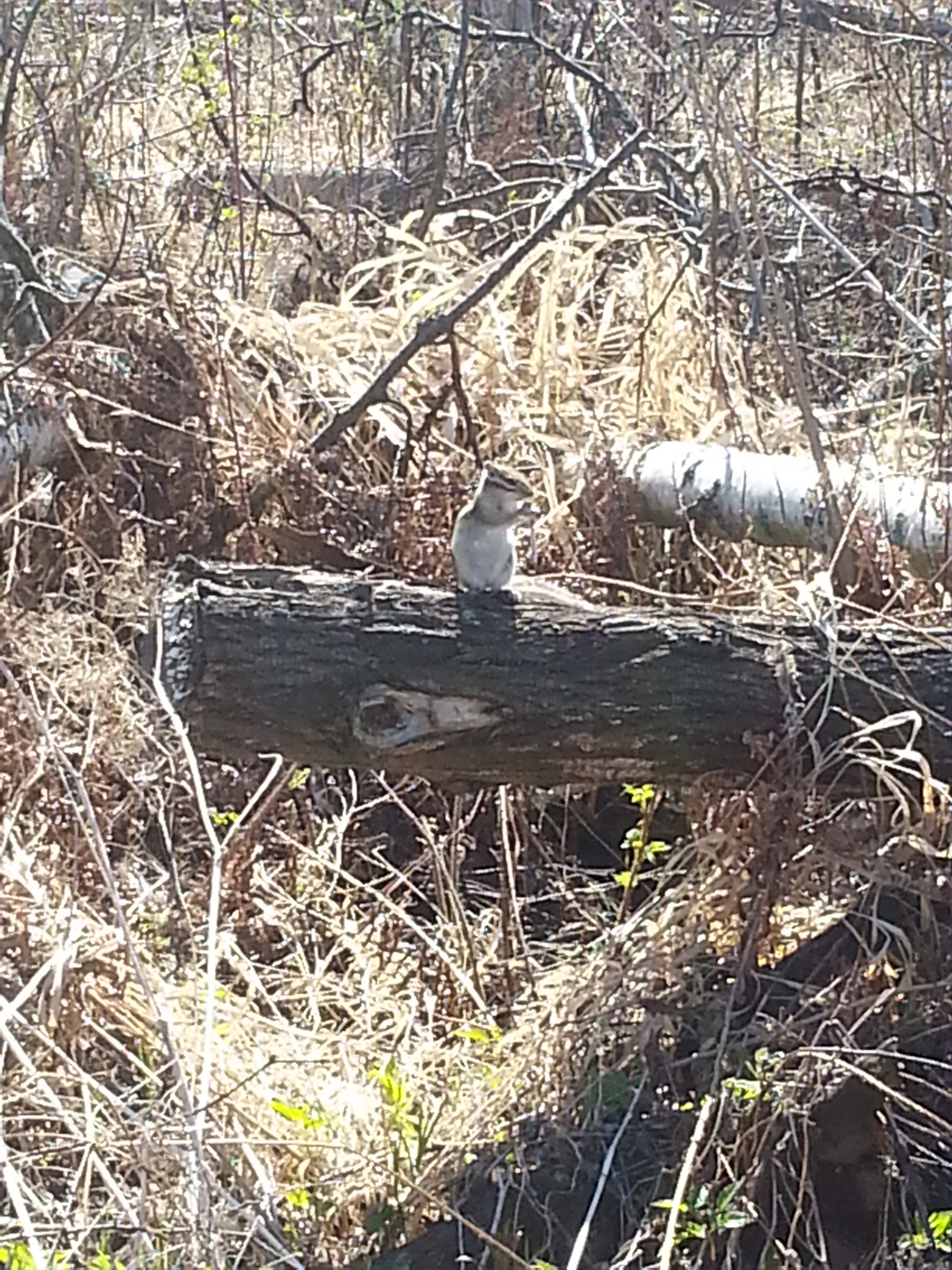 Country Chipmunk and Co. - My, Wild animals, Dacha, Longpost