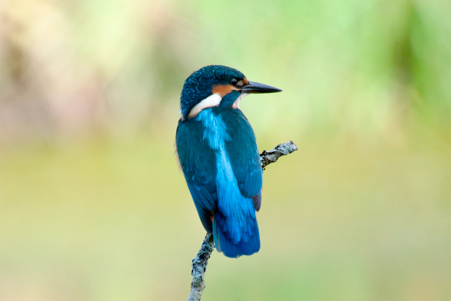 Kingfisher - My, Kingfisher, Birds, Leningrad region, The photo, Longpost