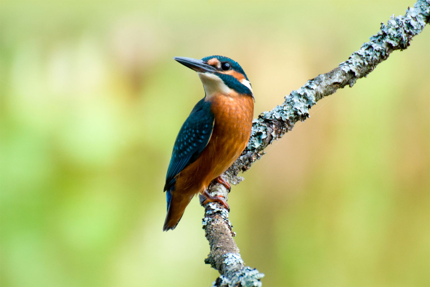 Kingfisher - My, Kingfisher, Birds, Leningrad region, The photo, Longpost