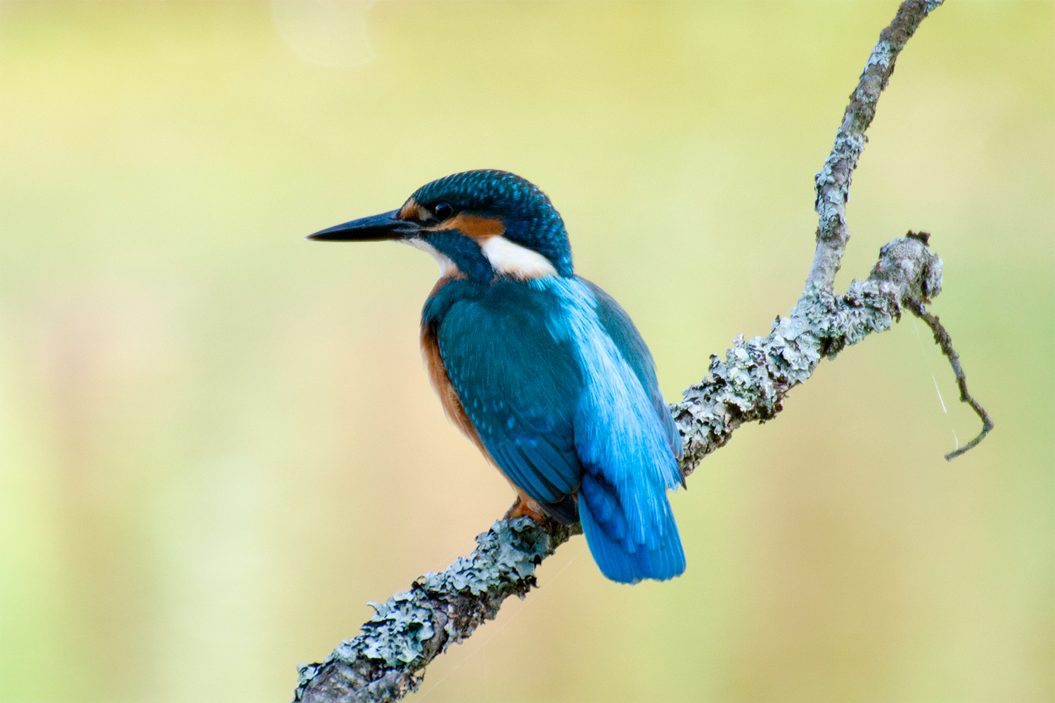 Kingfisher - My, Kingfisher, Birds, Leningrad region, The photo, Longpost