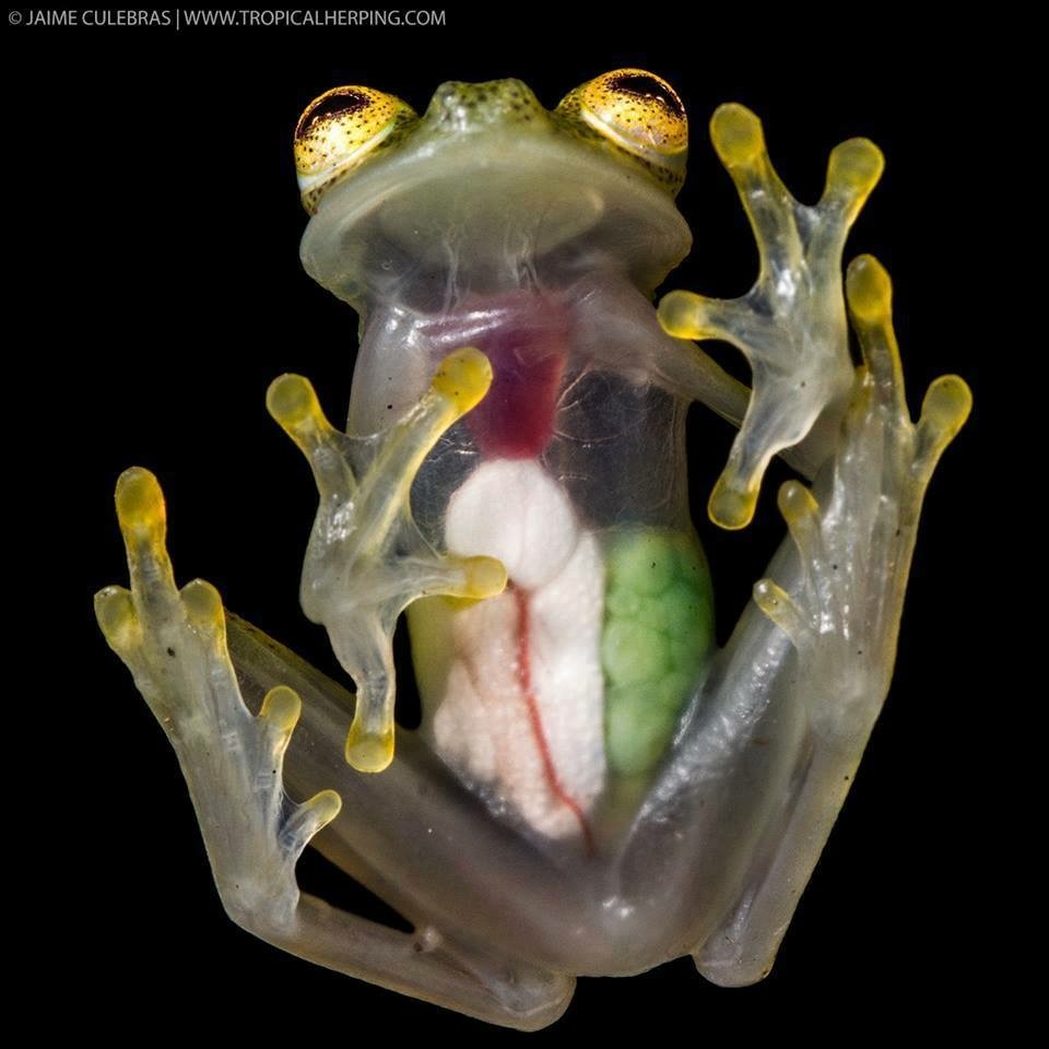 This is not a photoshop and not a fake, but a living glass frog. - Frogs, Terrariumistics, Nature