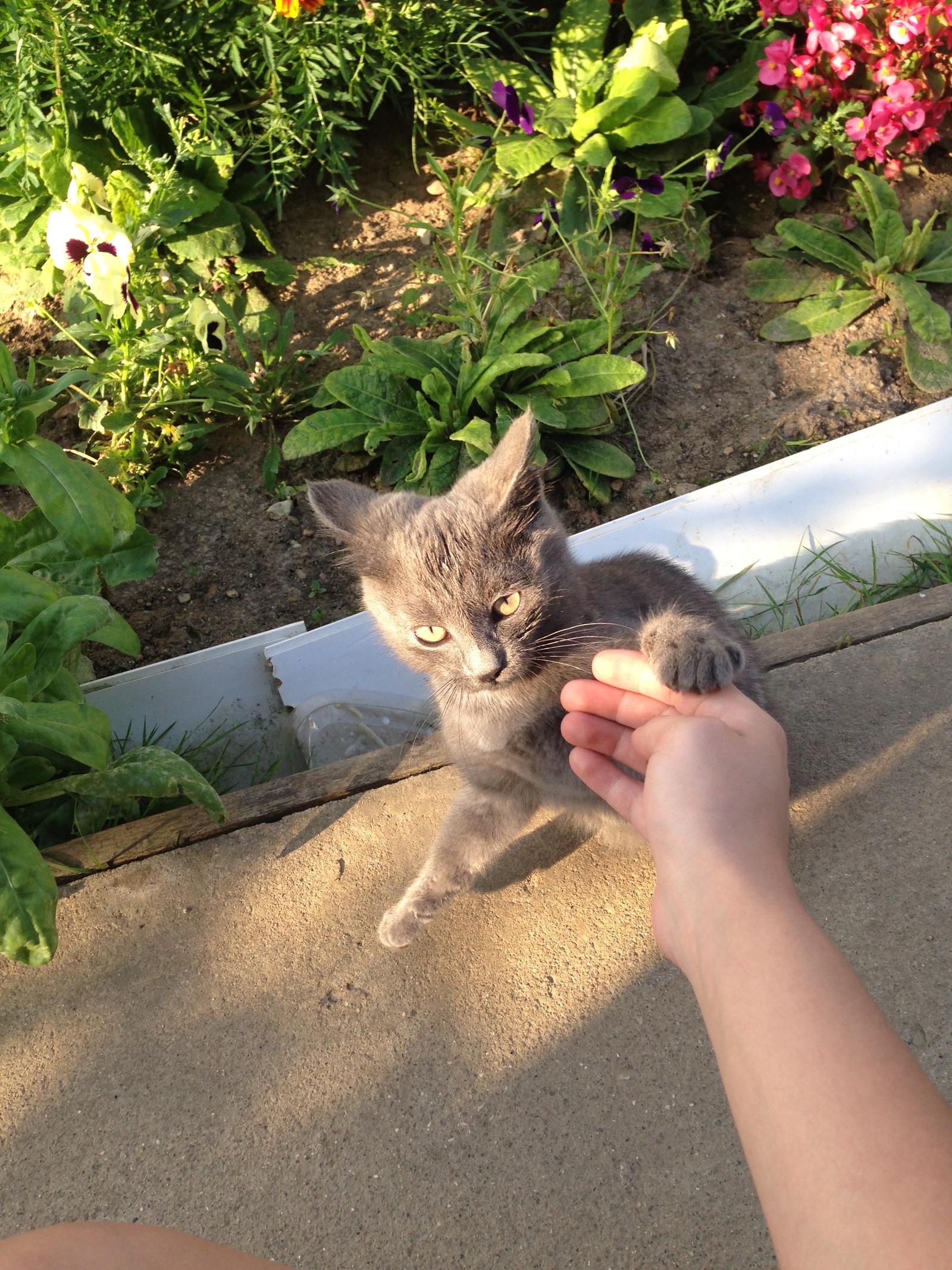 Kitten is looking for a person - My, cat, Looking for a home, Kitten is looking for a family, In good hands, Longpost, Chekhov