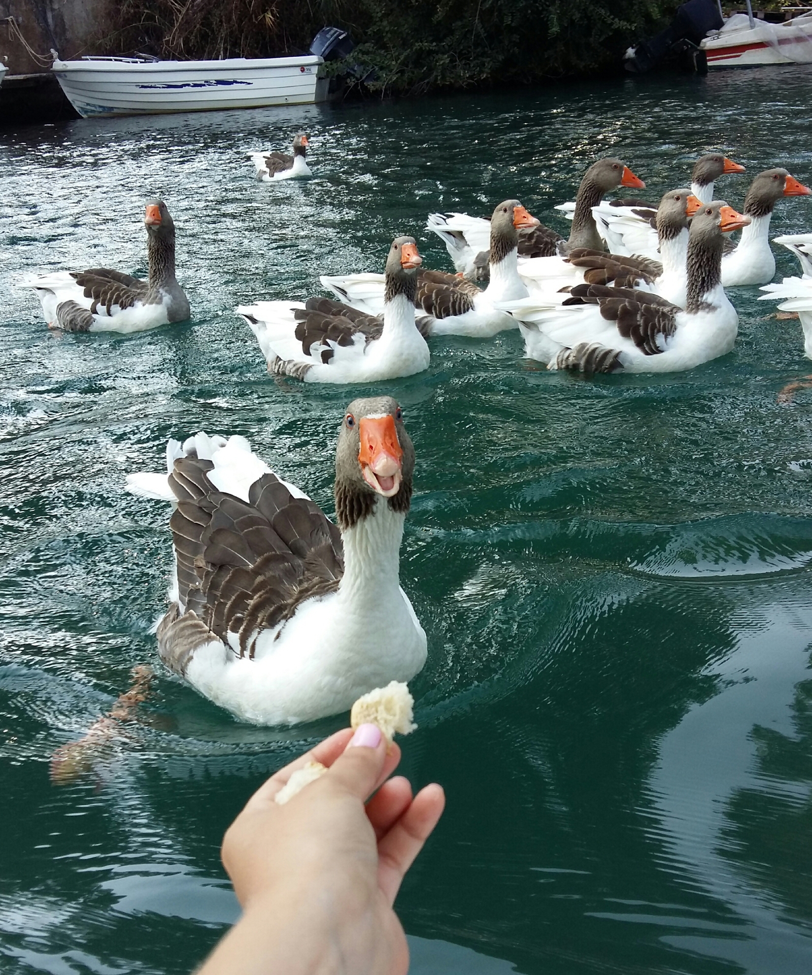 When happy bread - My, Гусь, Bread