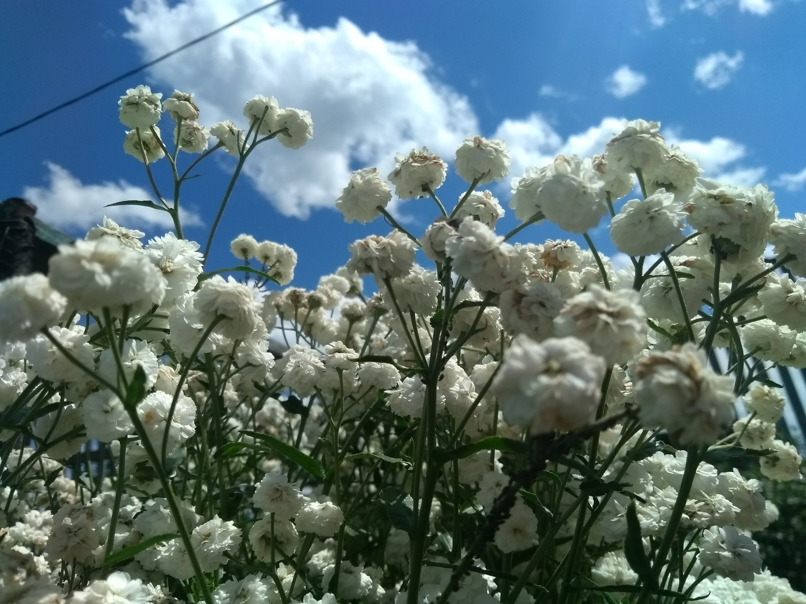 Flowers - My, Village, The photo, Flowers, First experience, , Longpost