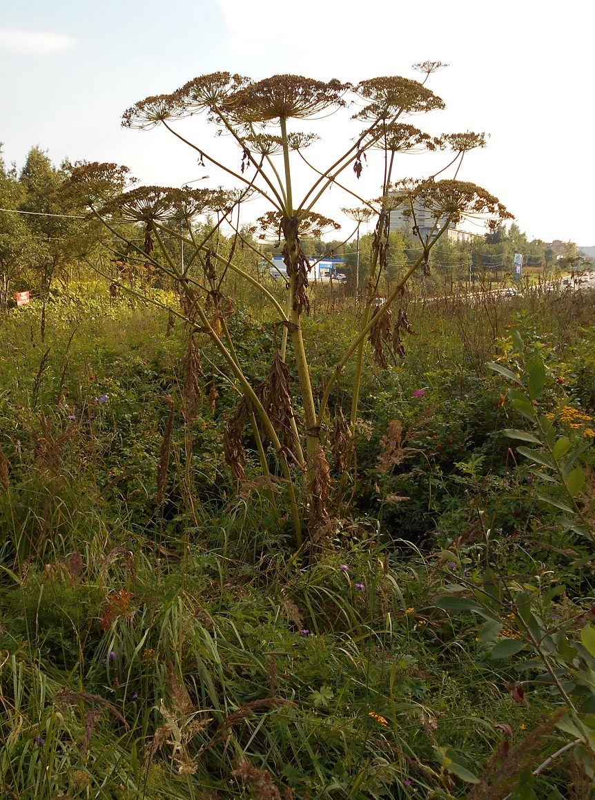 A Terran's Guide to Counting Withered Zerg Hogweed with Pictures - My, Weeds, Hogweed, Earthlings vs. Hogweed, Plants, Instructions, Nature, The photo, Longpost