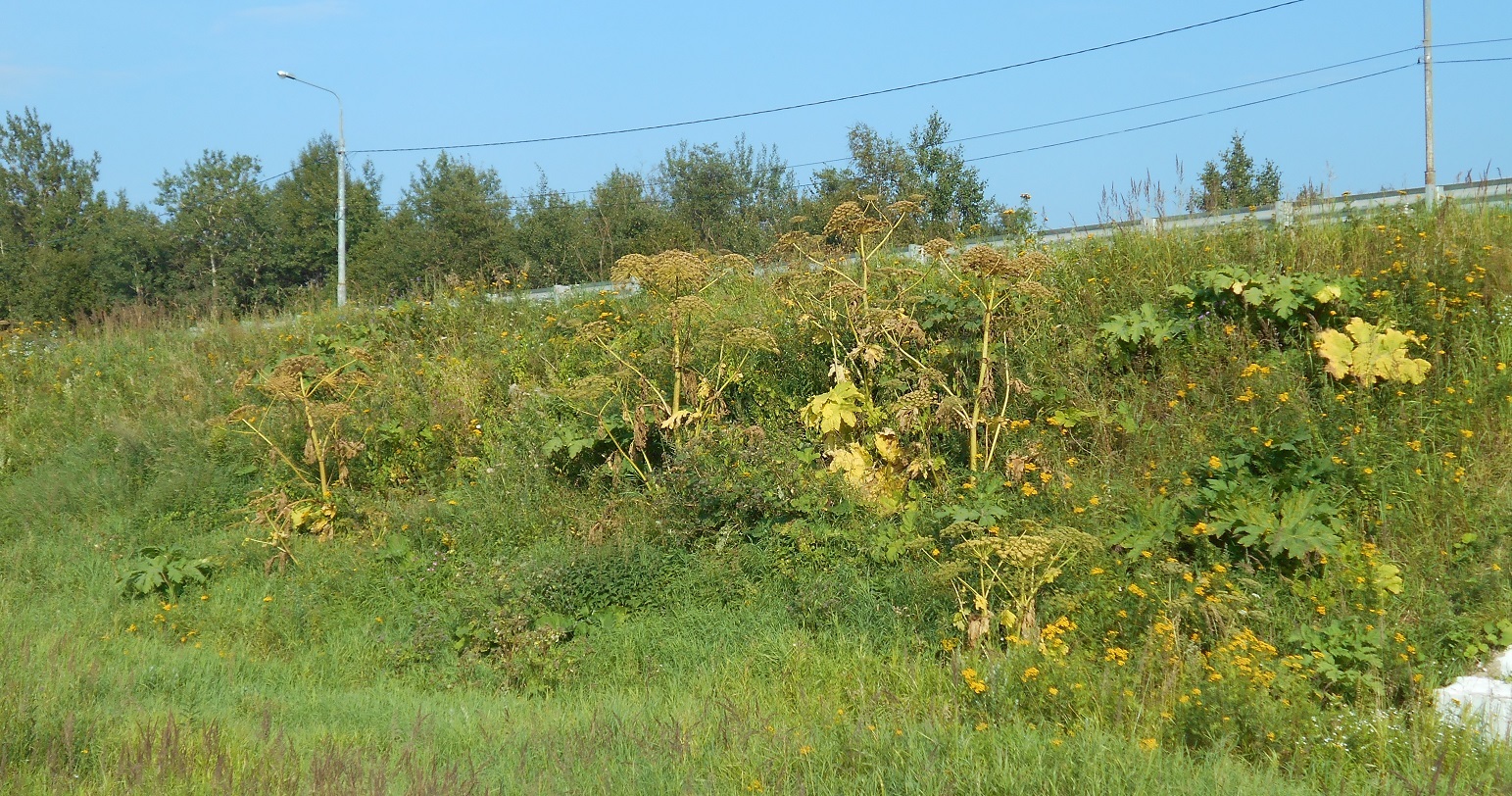 A Terran's Guide to Counting Withered Zerg Hogweed with Pictures - My, Weeds, Hogweed, Earthlings vs. Hogweed, Plants, Instructions, Nature, The photo, Longpost