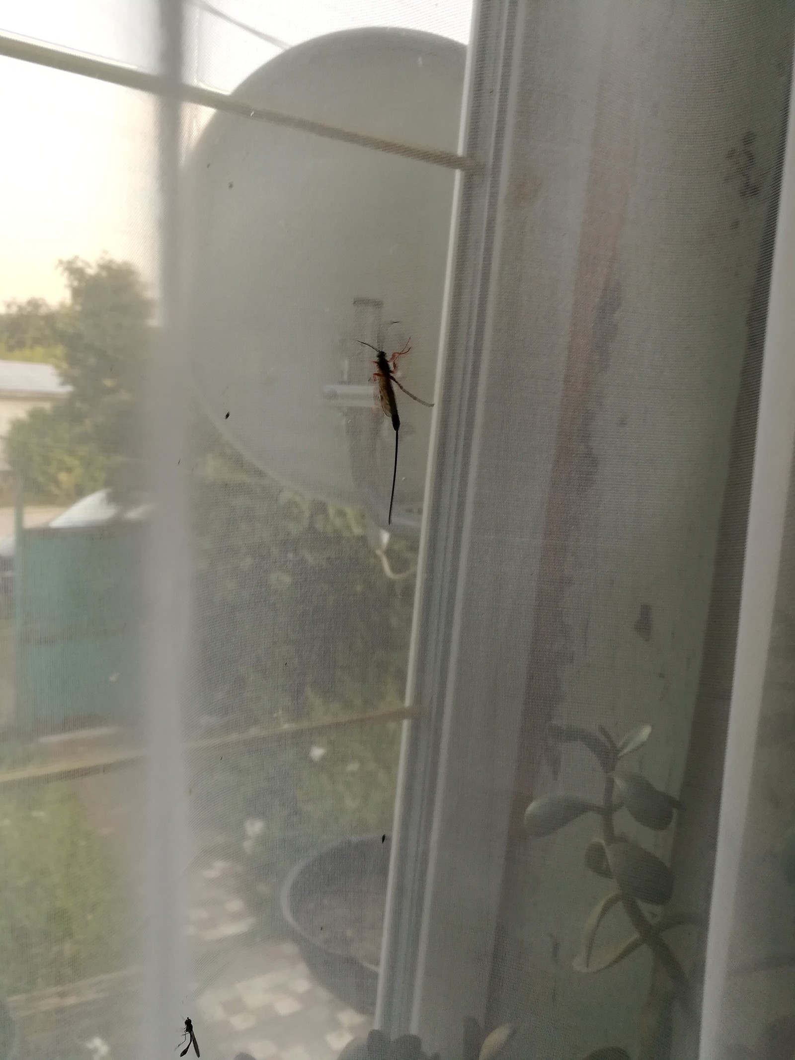 What kind of insect? - My, Insects, What's this?, Unclear, Biology