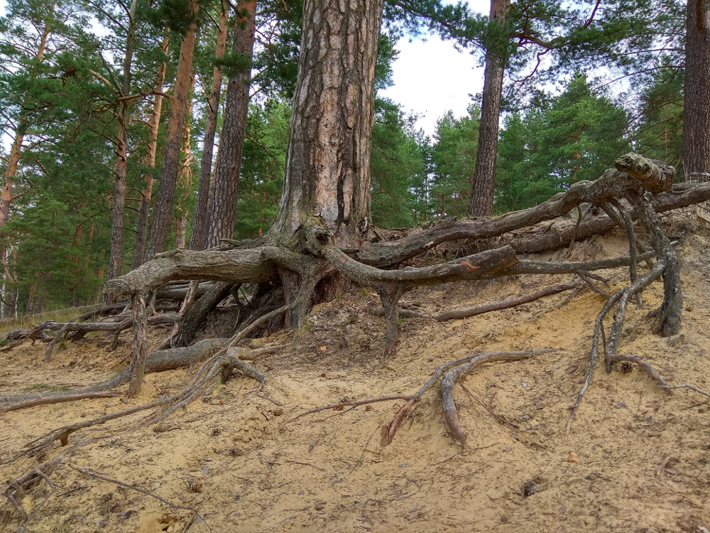 Everything ! - My, Landscape, Forest, Mushrooms, Longpost