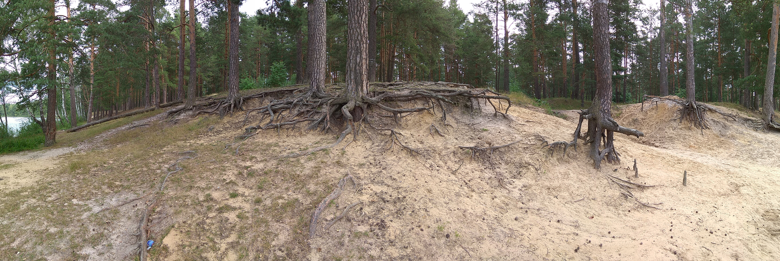 Everything ! - My, Landscape, Forest, Mushrooms, Longpost