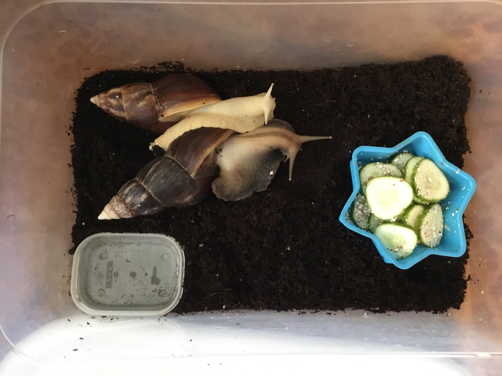 All pets are different. - My, Pet, , Snail, Achatina, Fulika, Zoology, Pets, Malacology, Longpost