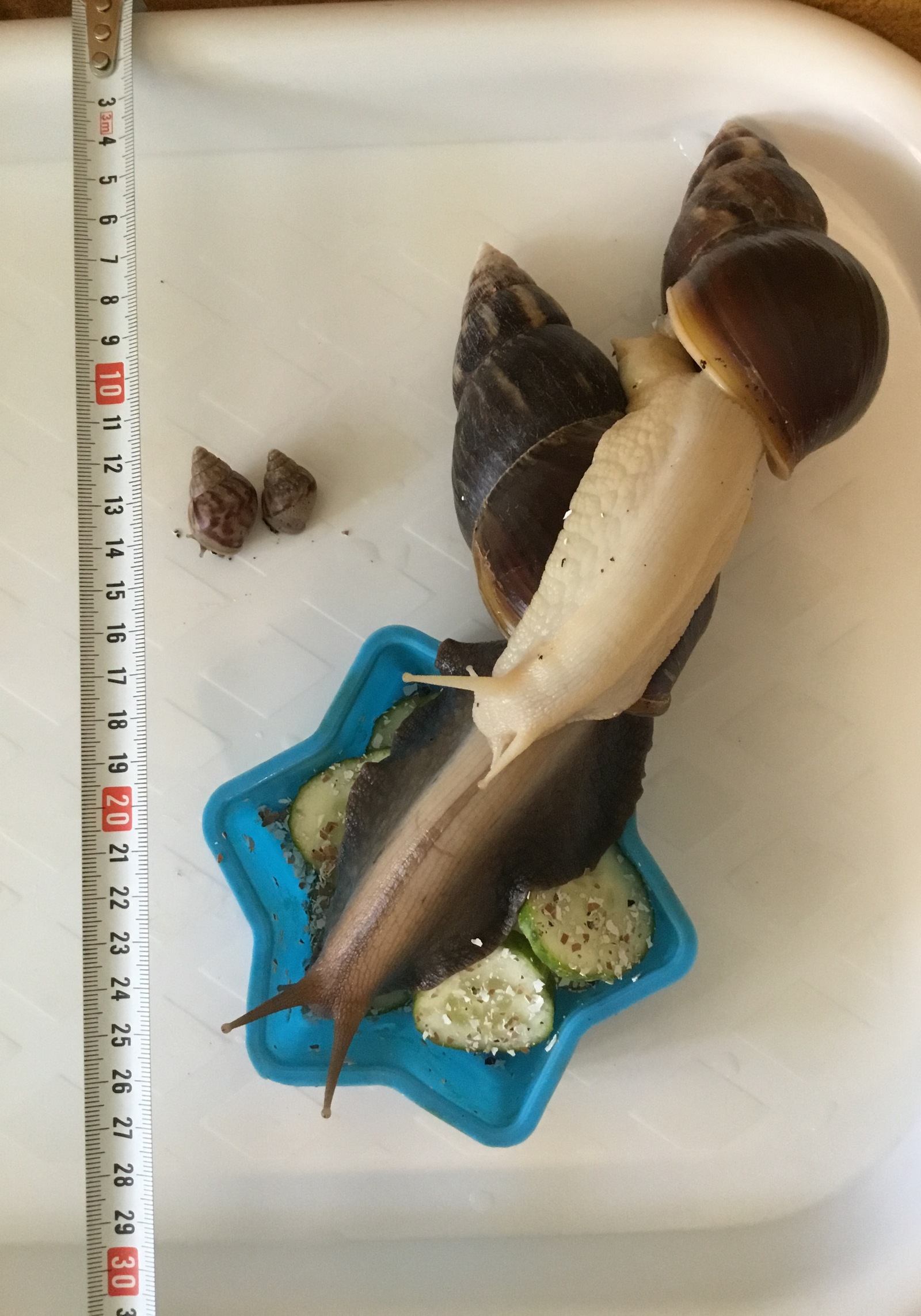 All pets are different. - My, Pet, , Snail, Achatina, Fulika, Zoology, Pets, Malacology, Longpost