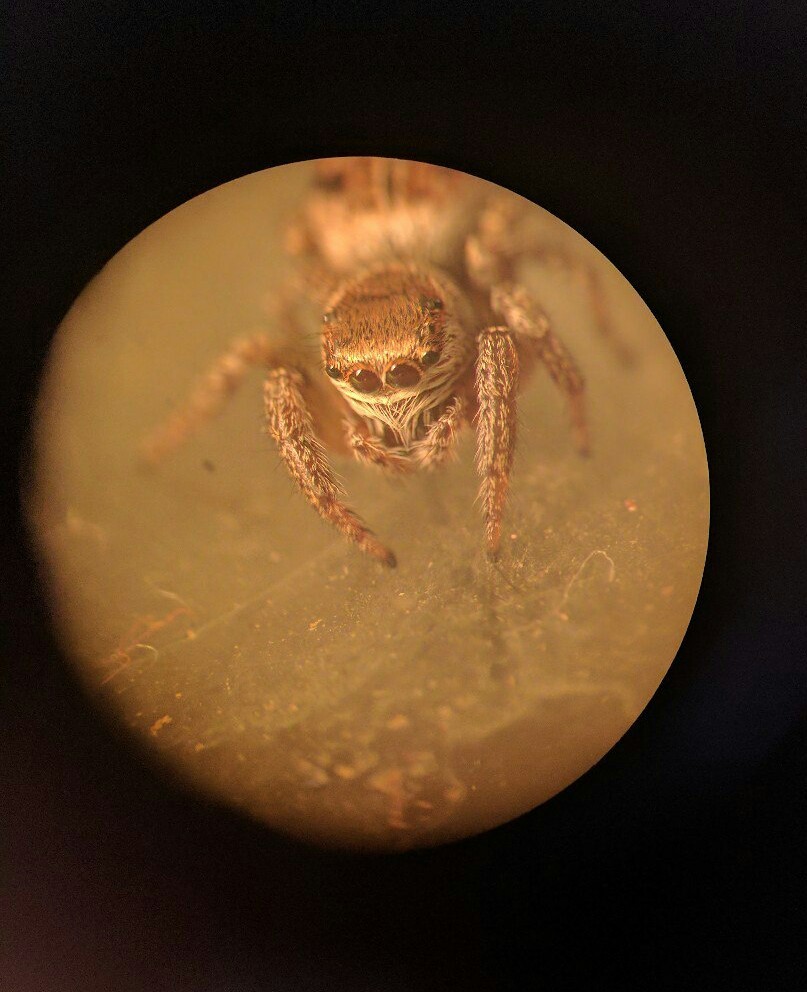 Photograph of a jumping spider through binoculars. - The photo, Spider