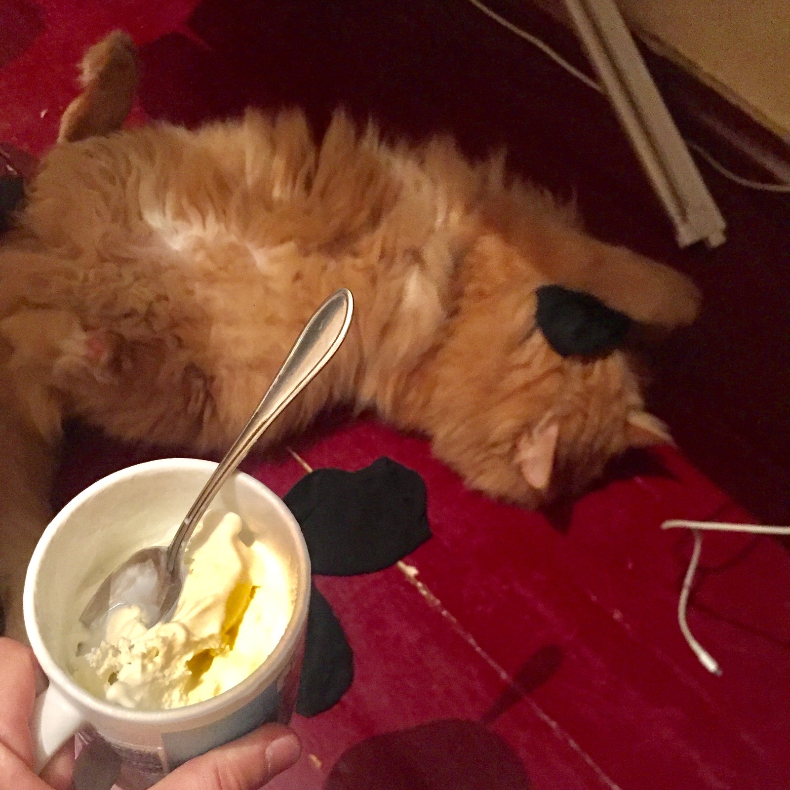 When you offer your cat ice cream but he prefers socks - My, cat, Ice cream, Socks