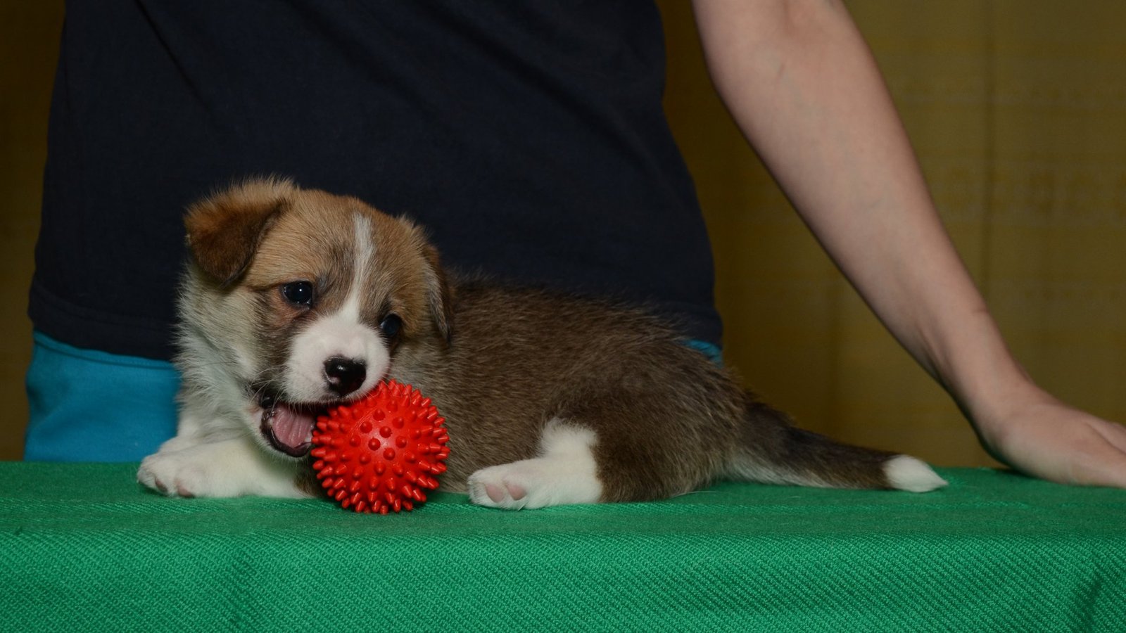 Corgi Fridays Part Five Puppy - My, Corgi, Dog, Longpost, cat