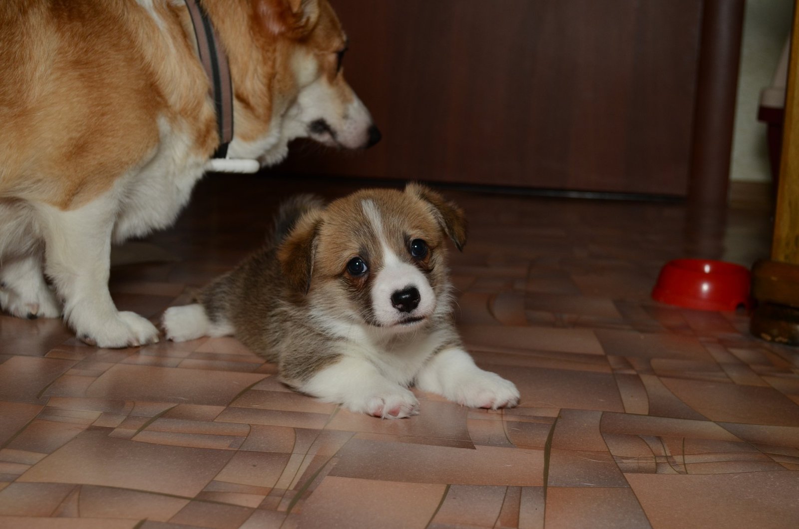 Corgi Fridays Part Five Puppy - My, Corgi, Dog, Longpost, cat