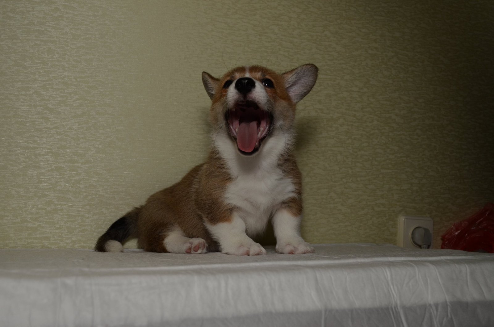 Corgi Fridays Part Five Puppy - My, Corgi, Dog, Longpost, cat