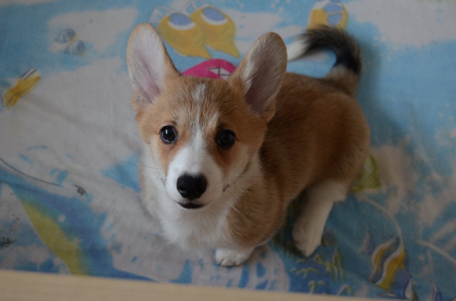 Corgi Fridays Part Five Puppy - My, Corgi, Dog, Longpost, cat