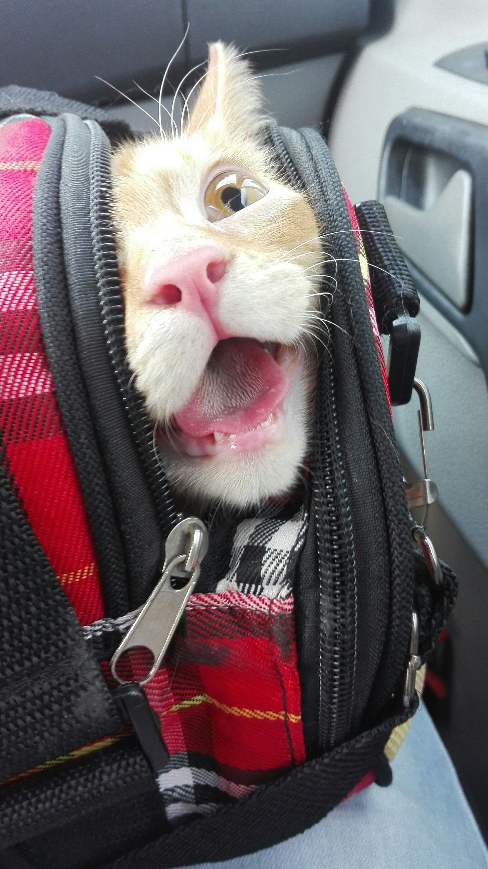 When at first I was happy about the trip, and then I realized that you were going to the vet - My, cat, The photo, Joy, Sadness, Longpost