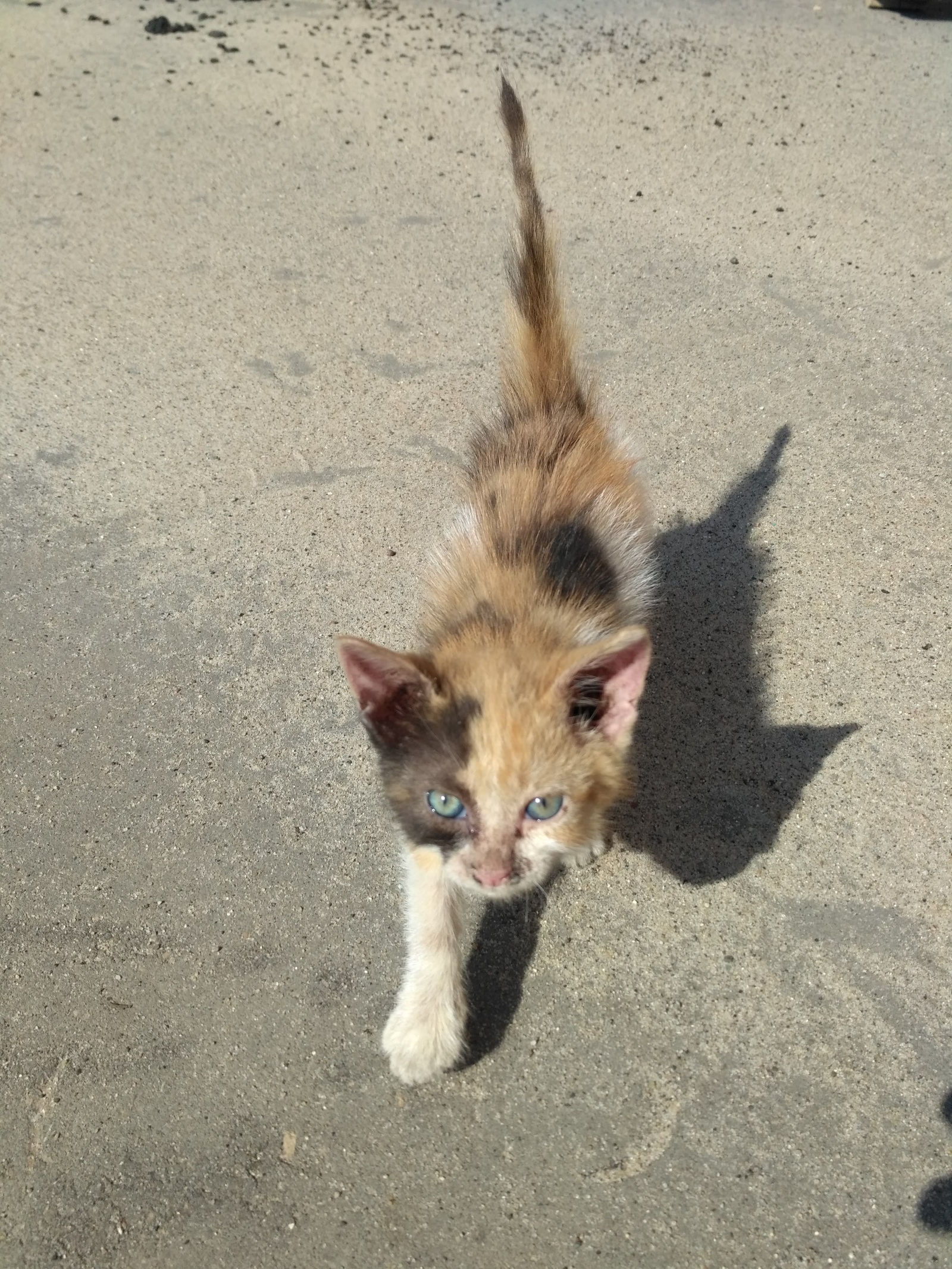 Tiger - My, Nizhny Novgorod, , cat