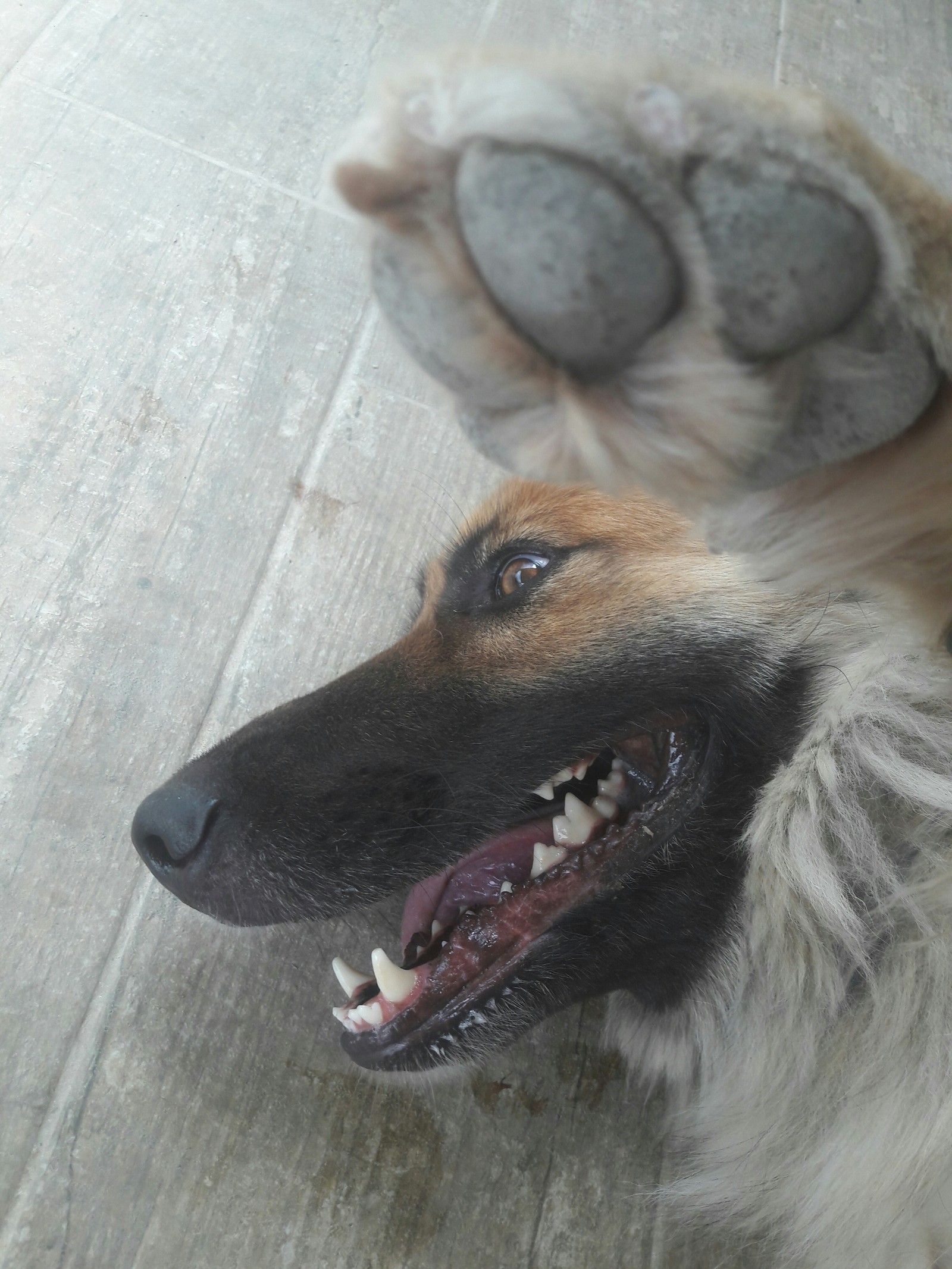 Madness - My, Dog, Smile, Paws, Madness, Longpost