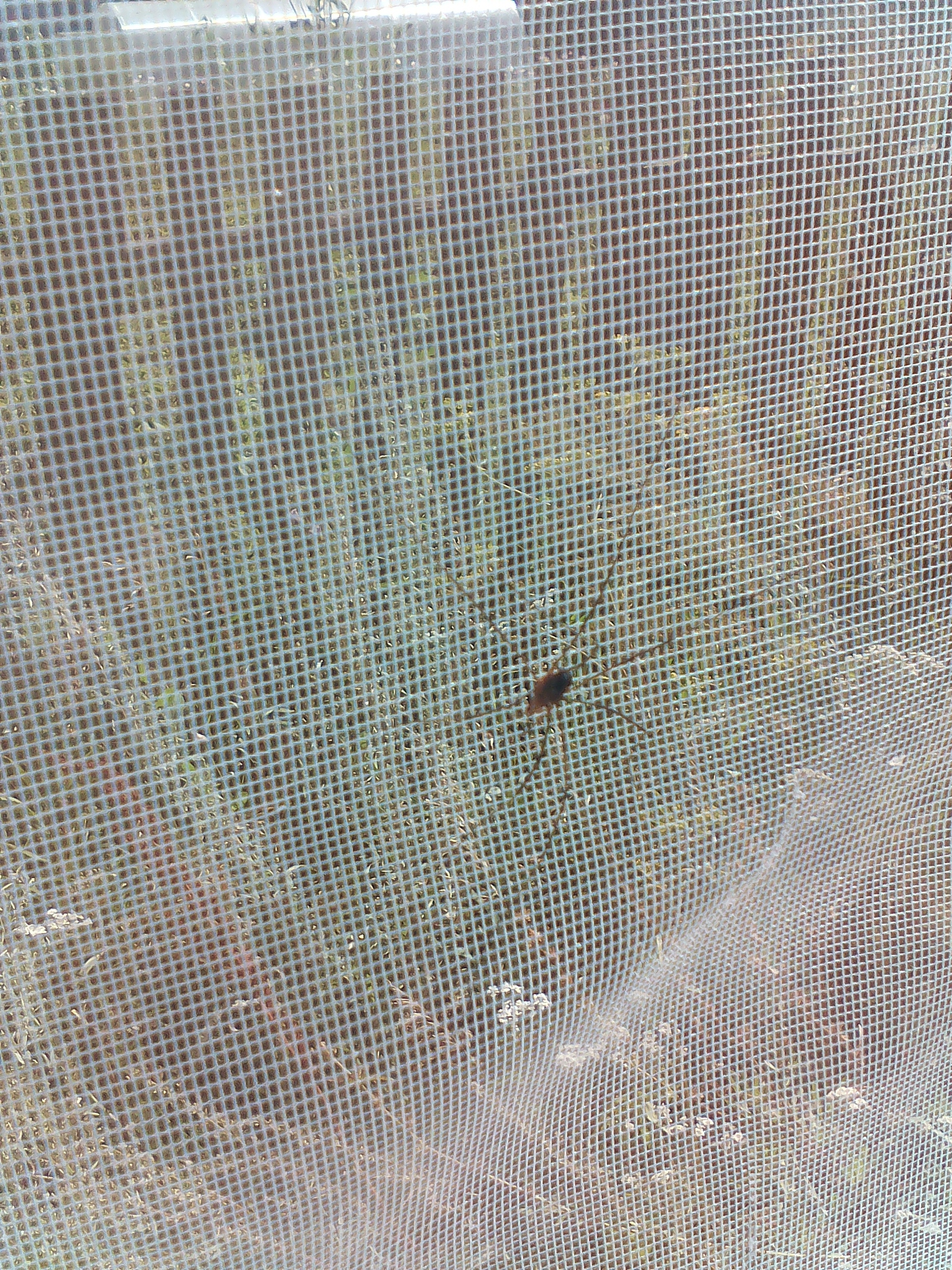 What's this? - Spider, Unknown crap, Entomology, Longpost