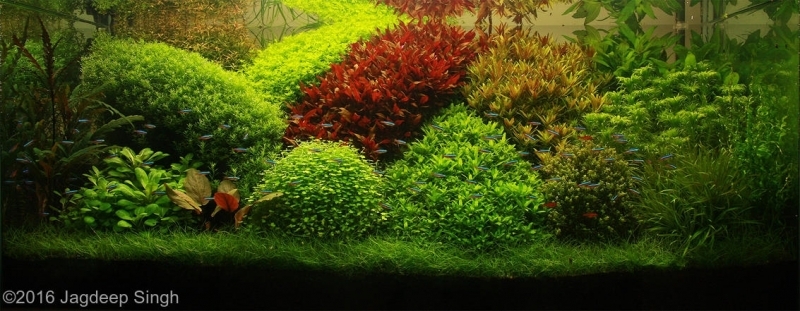 Awesome herbalist! - Aquarium, Aquarium, Aquascape, , Aquarium plants