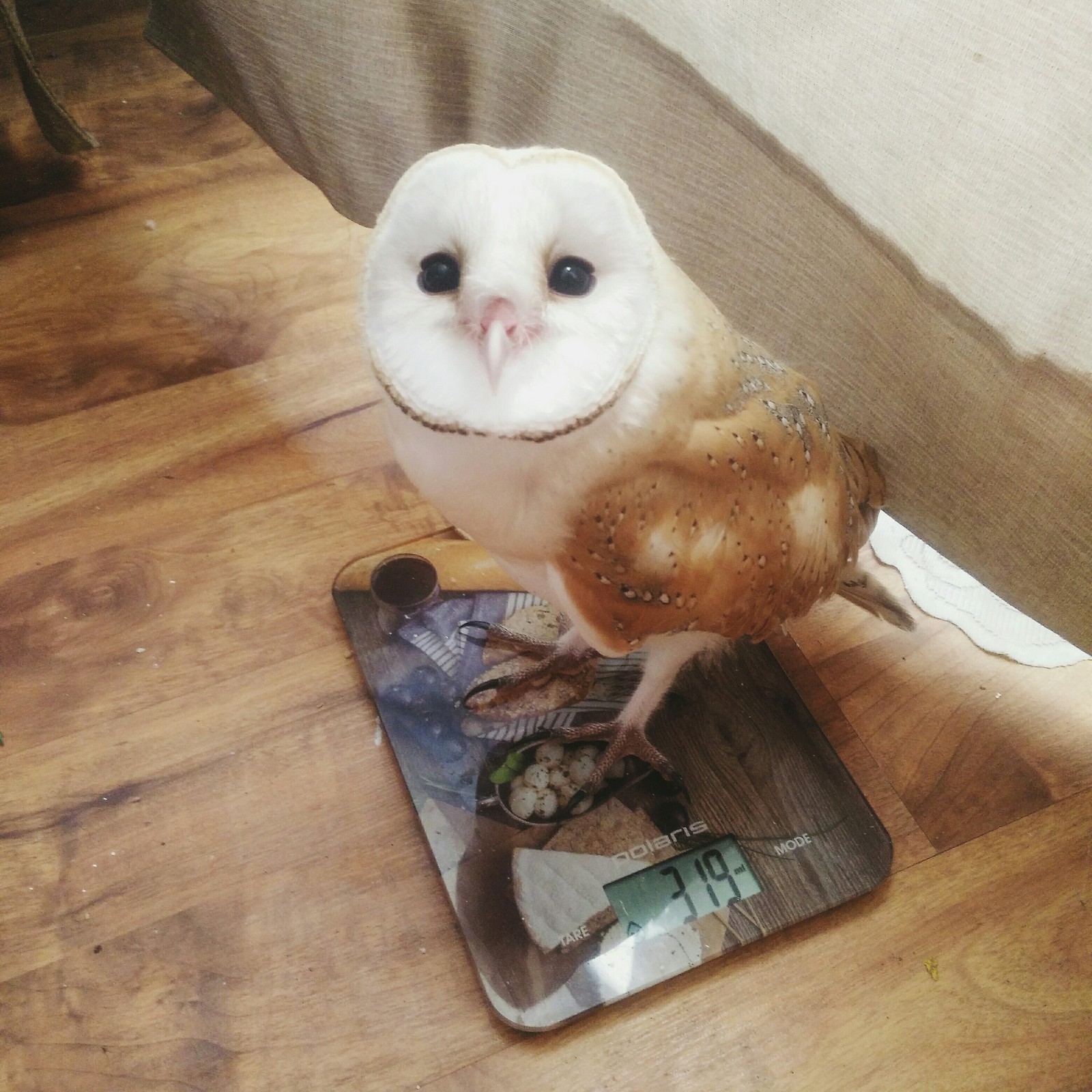 319 grams of cuteness. - Owl, House owls, Predator birds, Milota, The photo, Pets, , Friday tag is mine