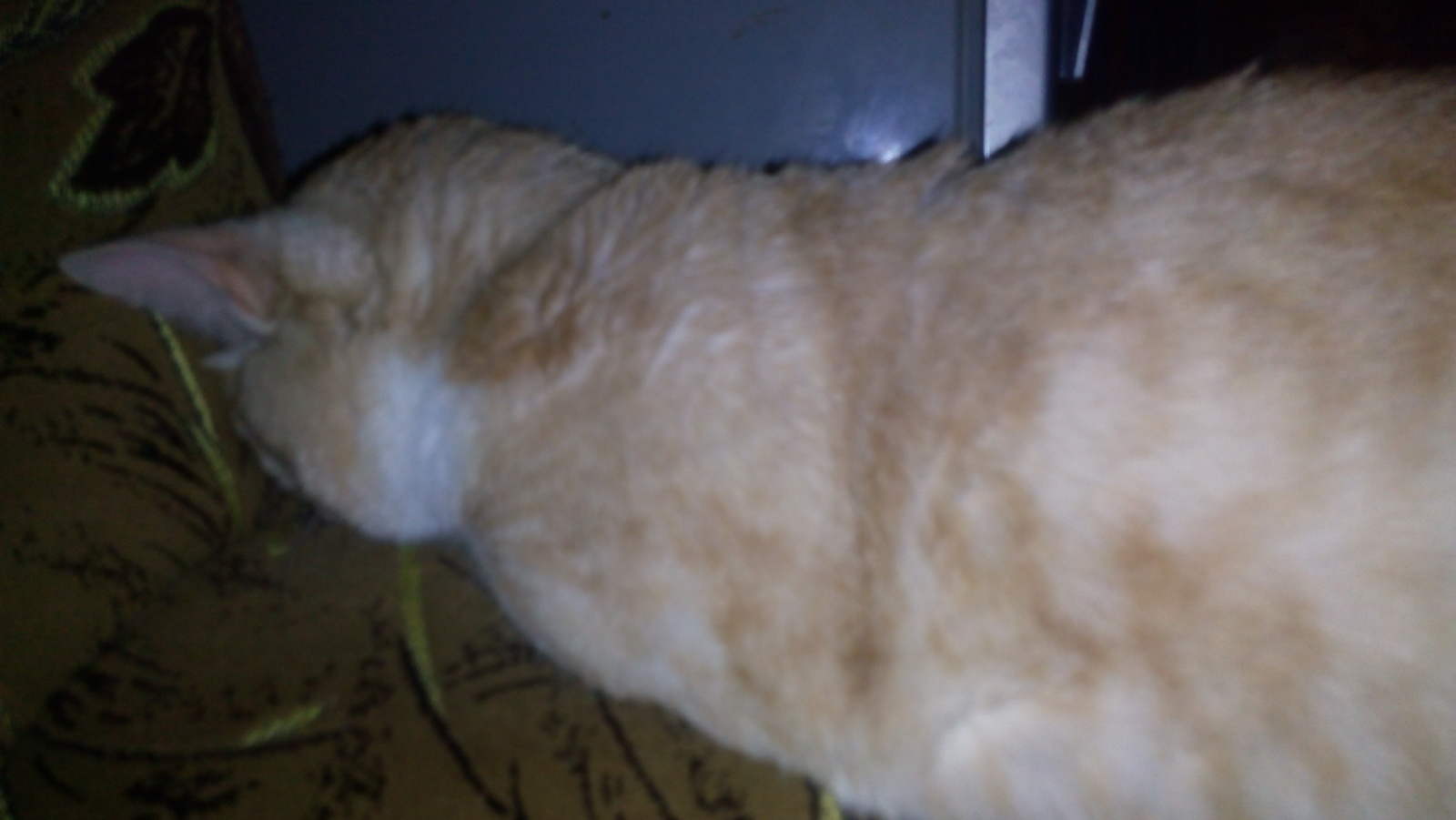 Kotyara. 9 years old. - My, cat, Fatty, Longpost, Excess weight