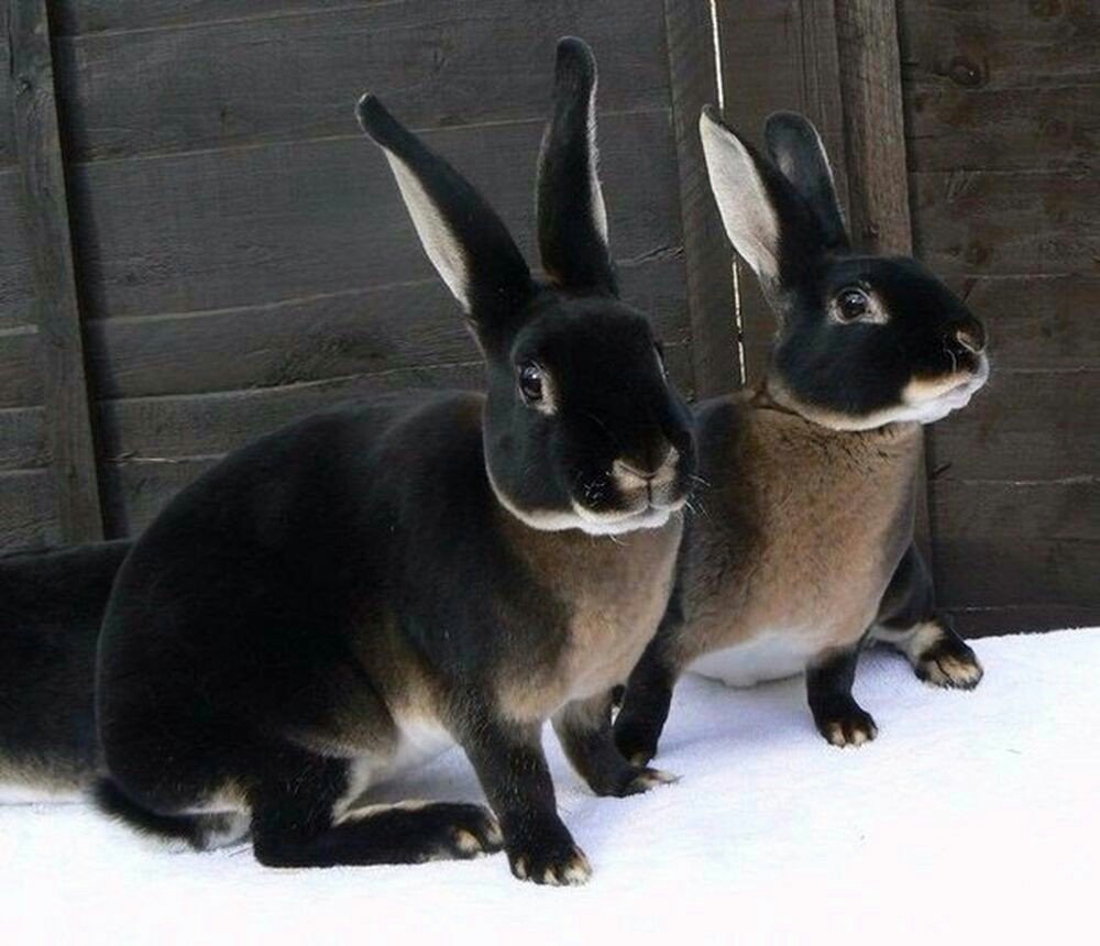 Черно-бурые зайцы | Пикабу