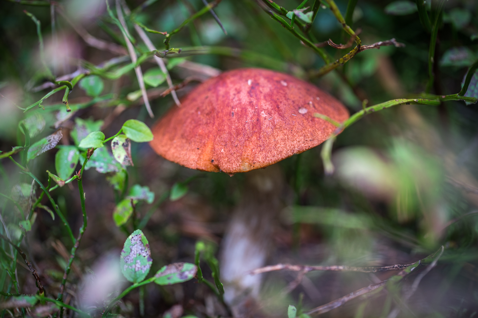 Mushroom photography #42 - My, Mushrooms, Forest, Boletus, Redheads, Borovik, Canon 100 mm, Longpost