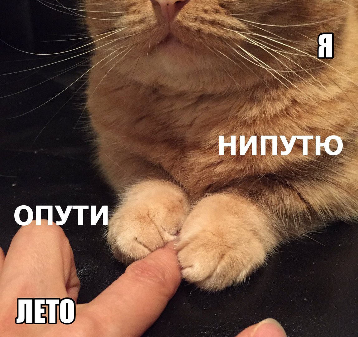 Лето уходит - Кот, Лето