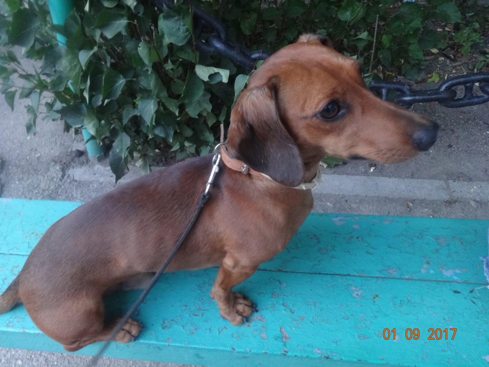 I will give a dog (dachshund) Sevastopol - My, Dog, In good hands, Sevastopol